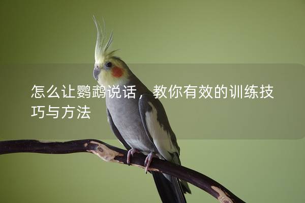 怎么让鹦鹉说话，教你有效的训练技巧与方法