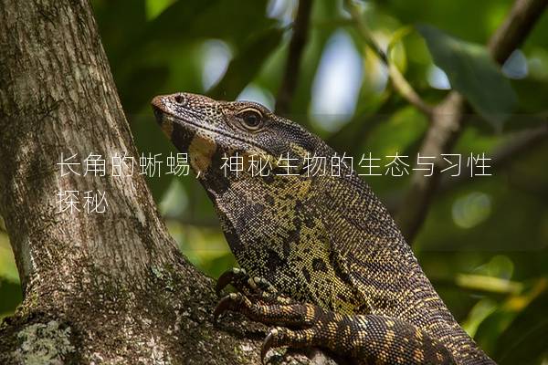 长角的蜥蜴，神秘生物的生态与习性探秘