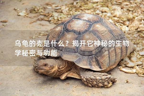 乌龟的壳是什么？揭开它神秘的生物学秘密与功能