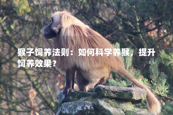 猴子饲养法则：如何科学养猴，提升饲养效果？