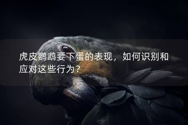 虎皮鹦鹉要下蛋的表现，如何识别和应对这些行为？