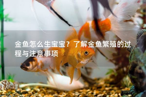 金鱼怎么生宝宝？了解金鱼繁殖的过程与注意事项