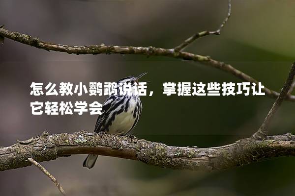 怎么教小鹦鹉说话，掌握这些技巧让它轻松学会