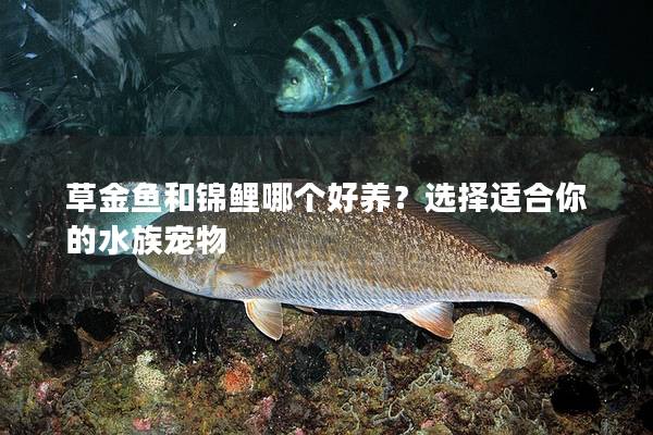 草金鱼和锦鲤哪个好养？选择适合你的水族宠物