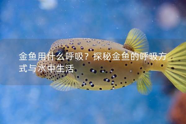 金鱼用什么呼吸？探秘金鱼的呼吸方式与水中生活