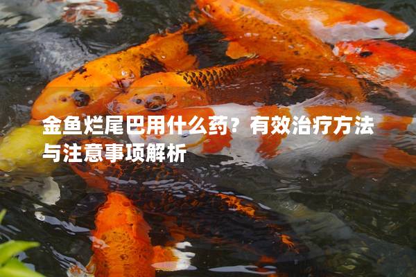 金鱼烂尾巴用什么药？有效治疗方法与注意事项解析