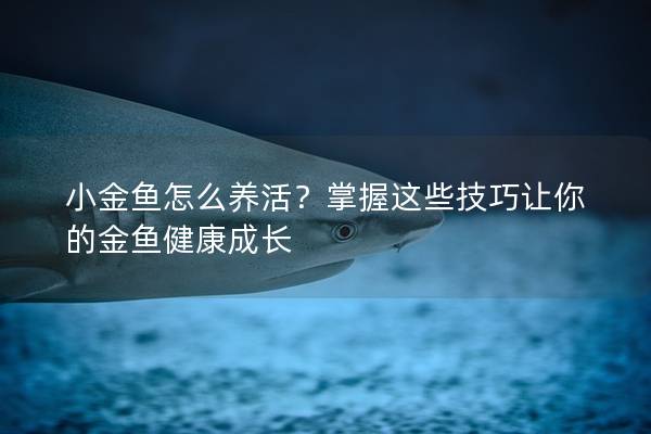 小金鱼怎么养活？掌握这些技巧让你的金鱼健康成长