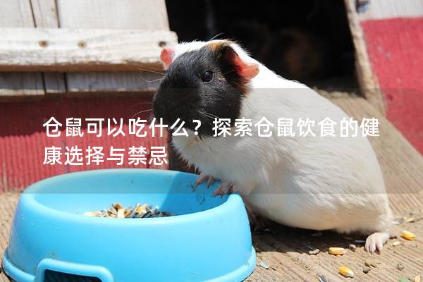 仓鼠可以吃什么？探索仓鼠饮食的健康选择与禁忌