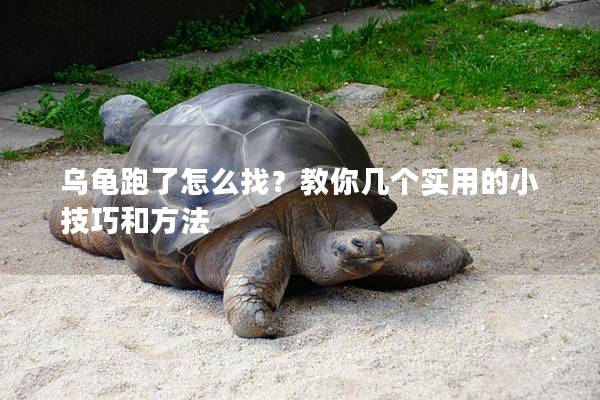 乌龟跑了怎么找？教你几个实用的小技巧和方法