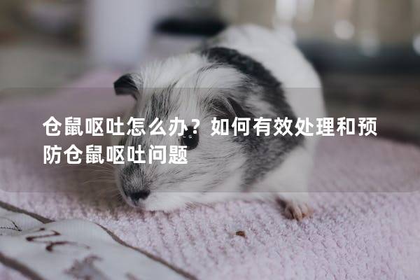 仓鼠呕吐怎么办?如何有效处理和预防仓鼠呕吐问题