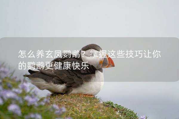 怎么养玄凤鹦鹉？掌握这些技巧让你的鹦鹉更健康快乐