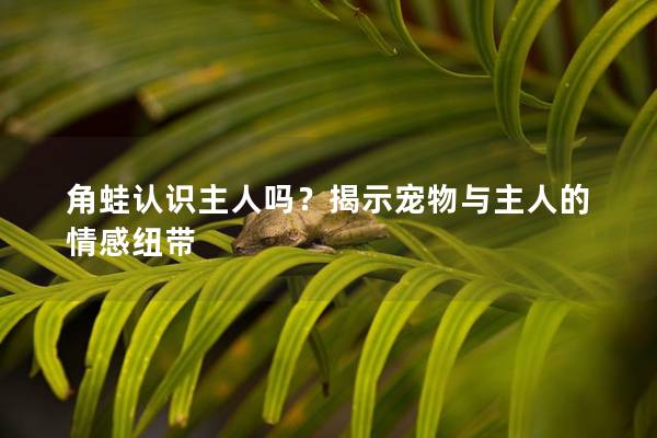 角蛙认识主人吗？揭示宠物与主人的情感纽带