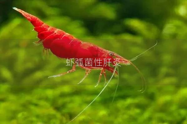 虾弧菌性肝炎