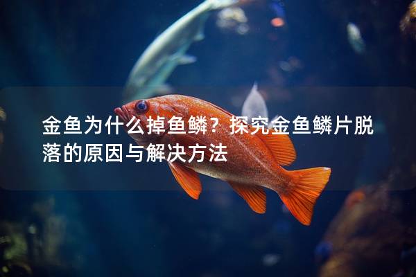 金鱼为什么掉鱼鳞？探究金鱼鳞片脱落的原因与解决方法