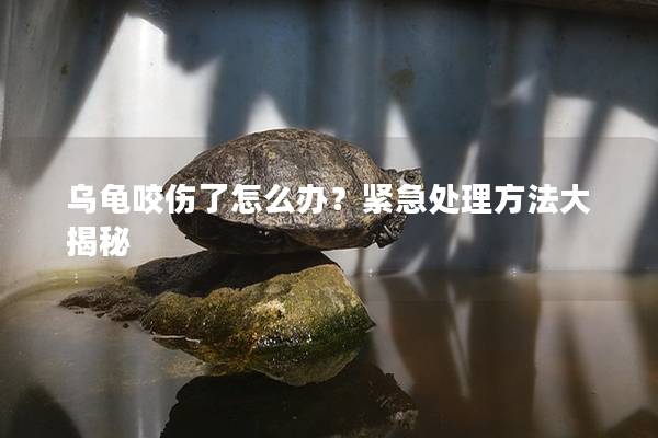 乌龟咬伤了怎么办？紧急处理方法大揭秘