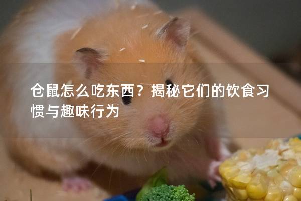 仓鼠怎么吃东西？揭秘它们的饮食习惯与趣味行为