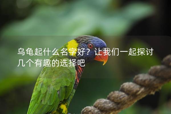 乌龟起什么名字好？让我们一起探讨几个有趣的选择吧