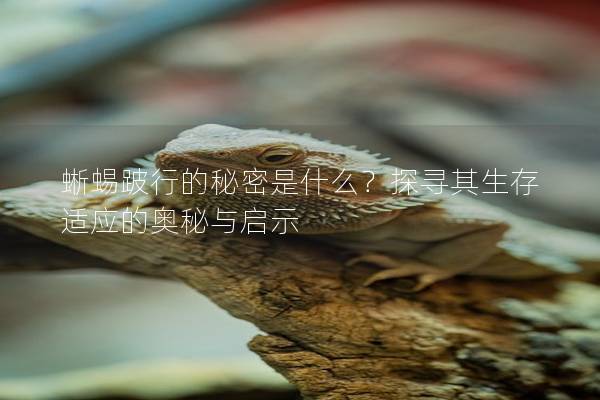 蜥蜴跛行的秘密是什么？探寻其生存适应的奥秘与启示