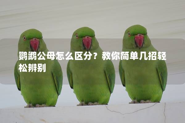 鹦鹉公母怎么区分？教你简单几招轻松辨别