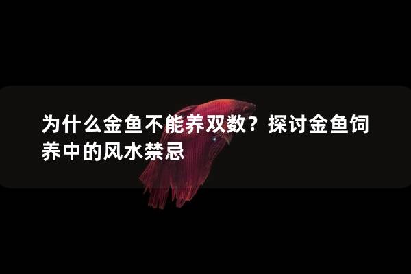 为什么金鱼不能养双数？探讨金鱼饲养中的风水禁忌