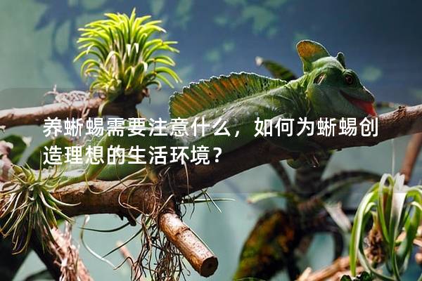 养蜥蜴需要注意什么，如何为蜥蜴创造理想的生活环境？