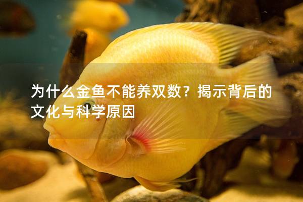 为什么金鱼不能养双数？揭示背后的文化与科学原因