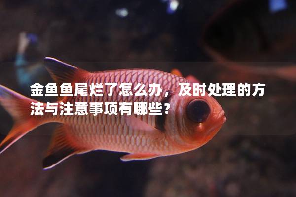 金鱼鱼尾烂了怎么办，及时处理的方法与注意事项有哪些？