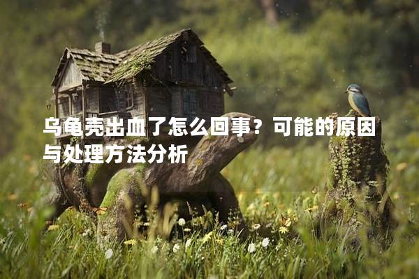 乌龟壳出血了怎么回事？可能的原因与处理方法分析