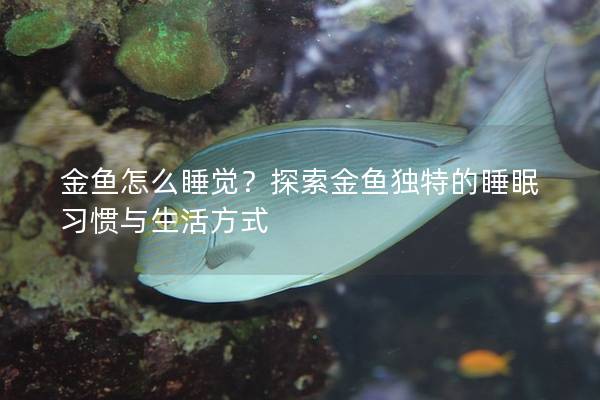 金鱼怎么睡觉？探索金鱼独特的睡眠习惯与生活方式