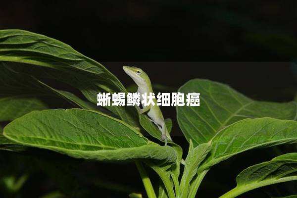 蜥蜴鳞状细胞癌