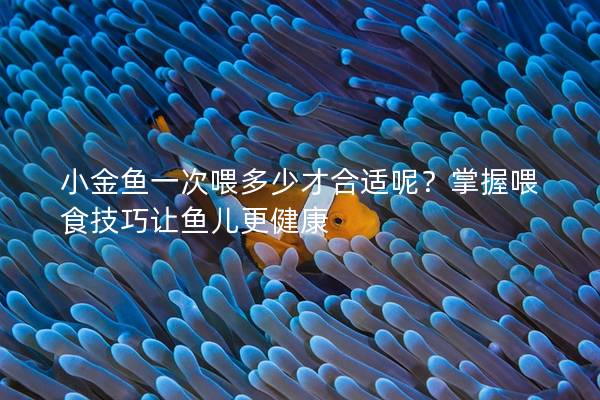 小金鱼一次喂多少才合适呢？掌握喂食技巧让鱼儿更健康