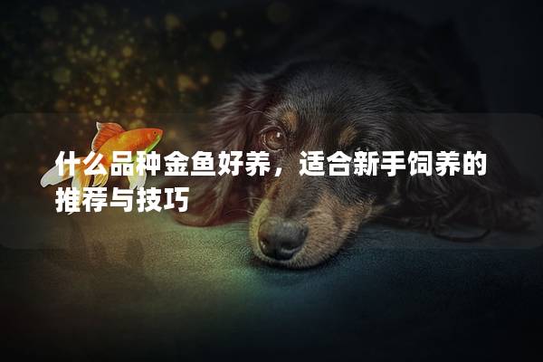 什么品种金鱼好养，适合新手饲养的推荐与技巧