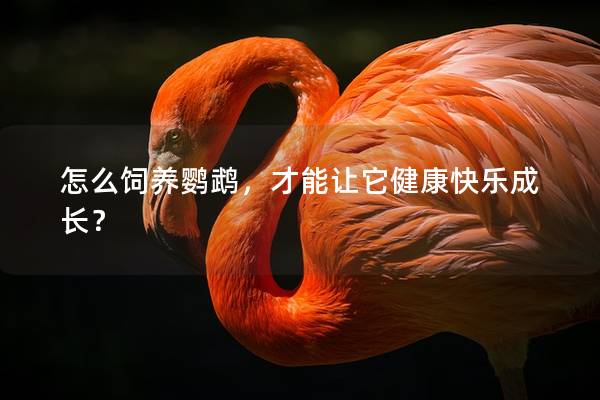 怎么饲养鹦鹉，才能让它健康快乐成长？