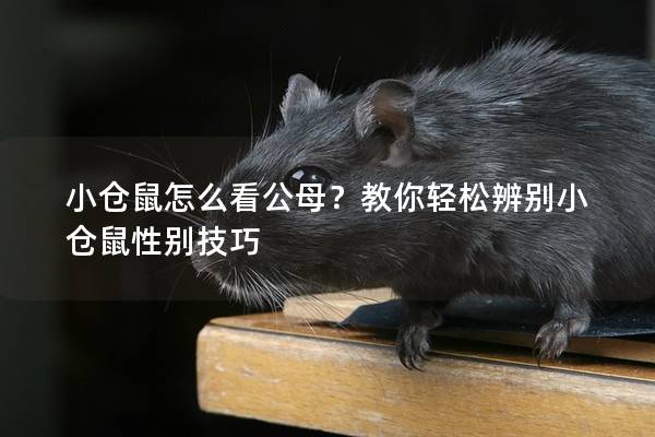 小仓鼠怎么看公母？教你轻松辨别小仓鼠性别技巧