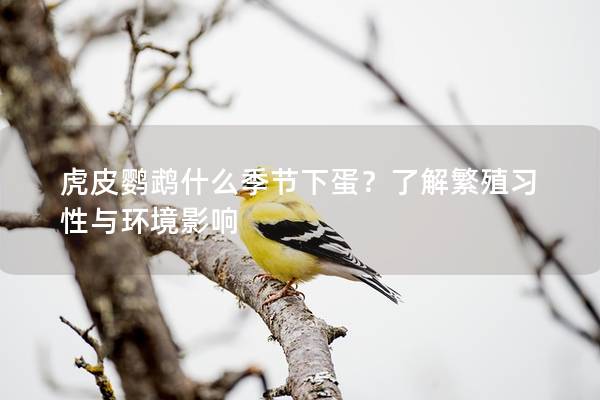 虎皮鹦鹉什么季节下蛋？了解繁殖习性与环境影响