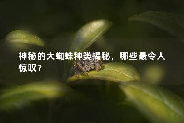 神秘的大蜘蛛种类揭秘，哪些最令人惊叹？