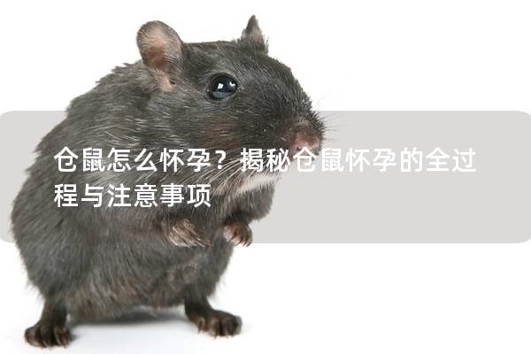 仓鼠怎么怀孕？揭秘仓鼠怀孕的全过程与注意事项