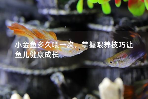 小金鱼多久喂一次，掌握喂养技巧让鱼儿健康成长