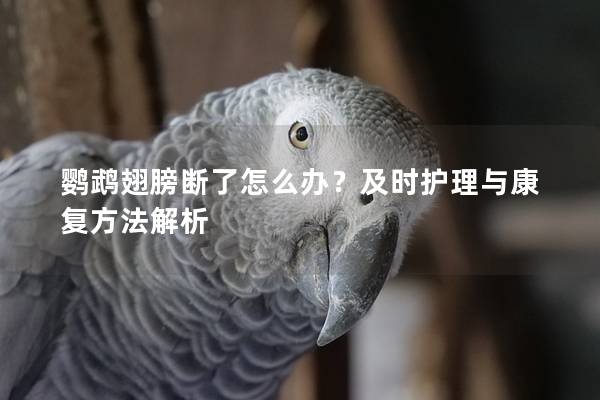 鹦鹉翅膀断了怎么办？及时护理与康复方法解析