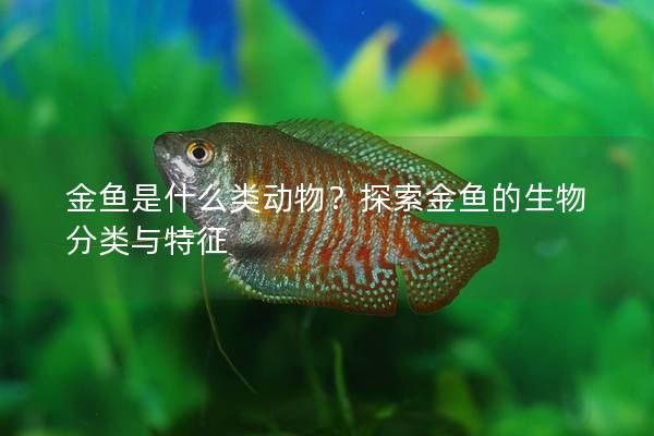 金鱼是什么类动物？探索金鱼的生物分类与特征