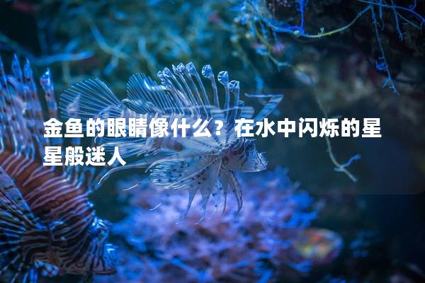 金鱼的眼睛像什么？在水中闪烁的星星般迷人