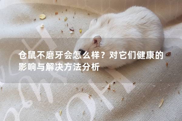 仓鼠不磨牙会怎么样？对它们健康的影响与解决方法分析