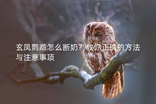 玄凤鹦鹉怎么断奶？教你正确的方法与注意事项