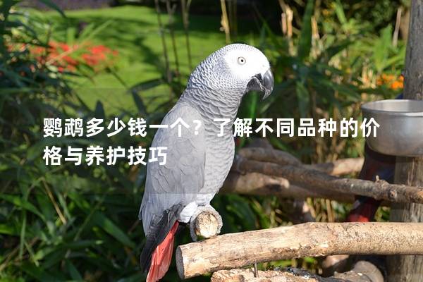 鹦鹉多少钱一个？了解不同品种的价格与养护技巧