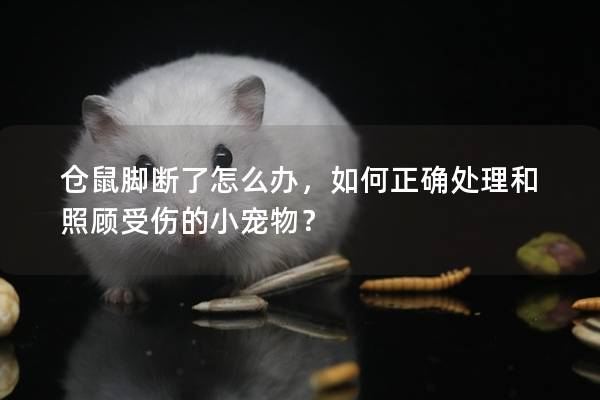 仓鼠脚断了怎么办，如何正确处理和照顾受伤的小宠物？