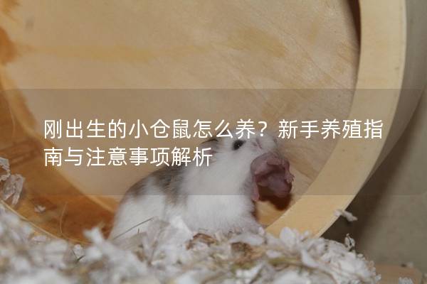 刚出生的小仓鼠怎么养？新手养殖指南与注意事项解析