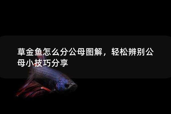 草金鱼怎么分公母图解，轻松辨别公母小技巧分享