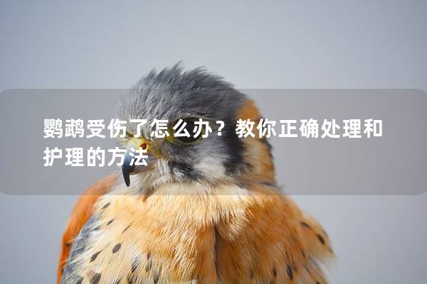 鹦鹉受伤了怎么办？教你正确处理和护理的方法