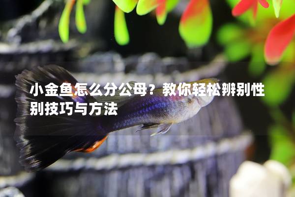 小金鱼怎么分公母？教你轻松辨别性别技巧与方法