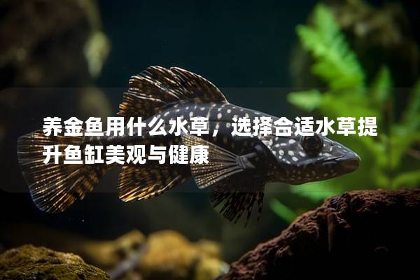 养金鱼用什么水草，选择合适水草提升鱼缸美观与健康